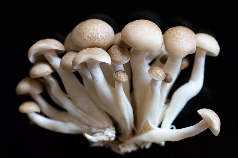 Exotic beech mushrooms